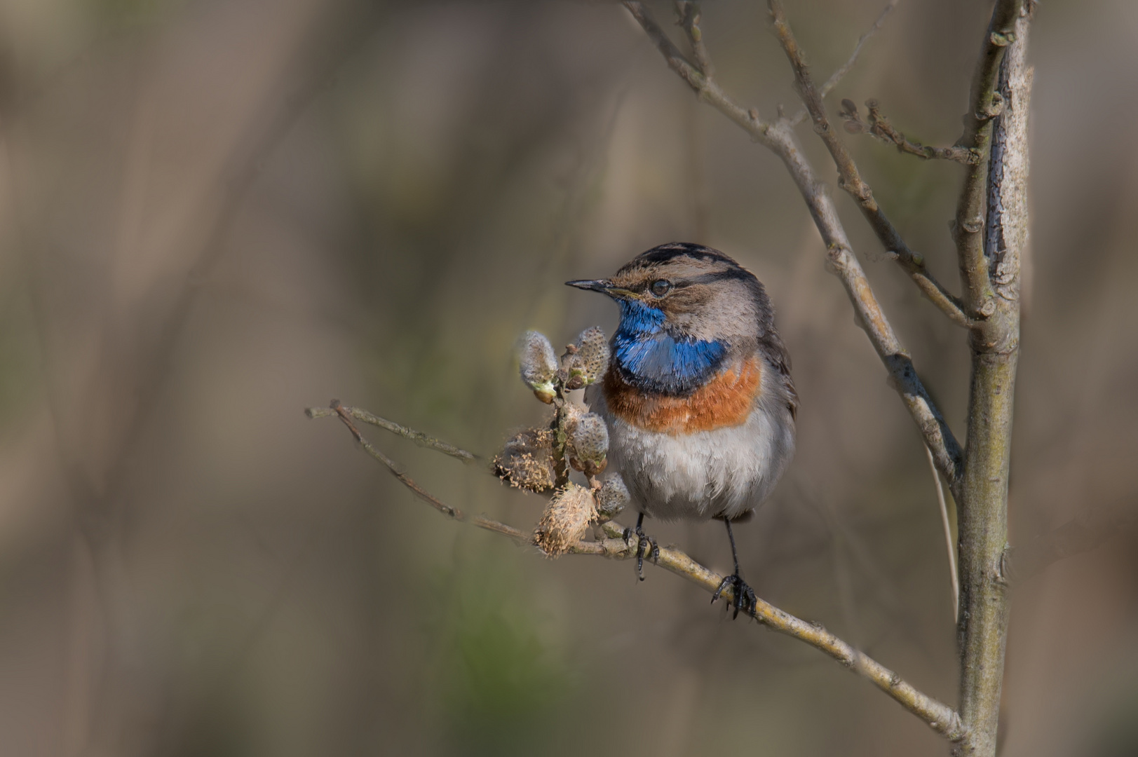 Blaukehlchen entspannt am 26.04.2021