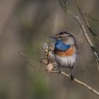 Blaukehlchen entspannt am 26.04.2021