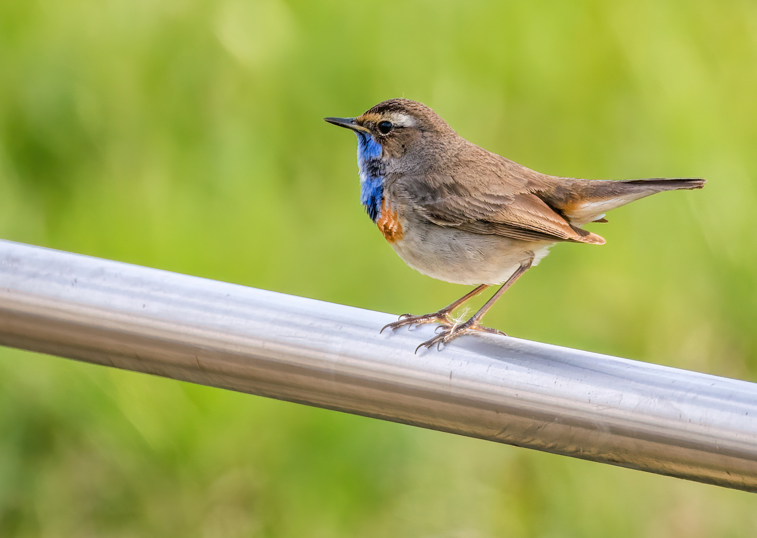 Blaukehlchen