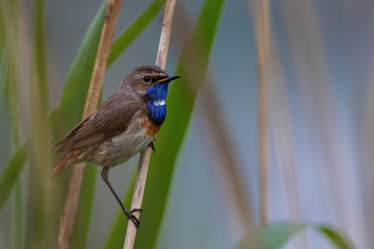 Blaukehlchen