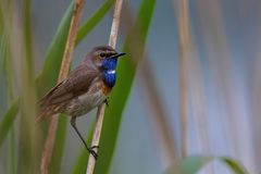 Blaukehlchen