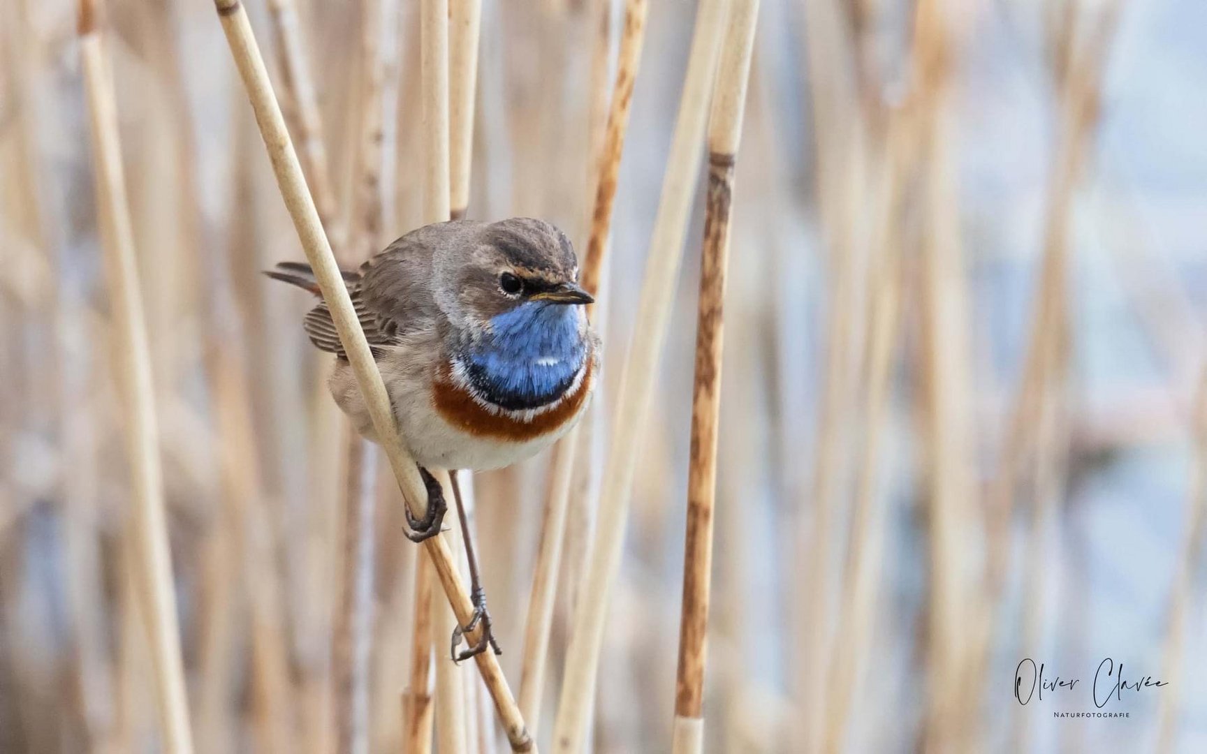 Blaukehlchen 