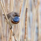 Blaukehlchen 