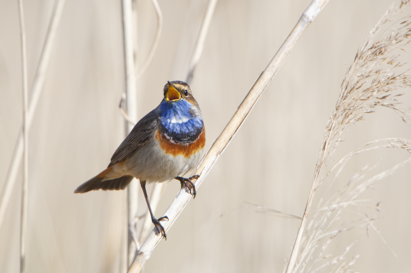 Blaukehlchen