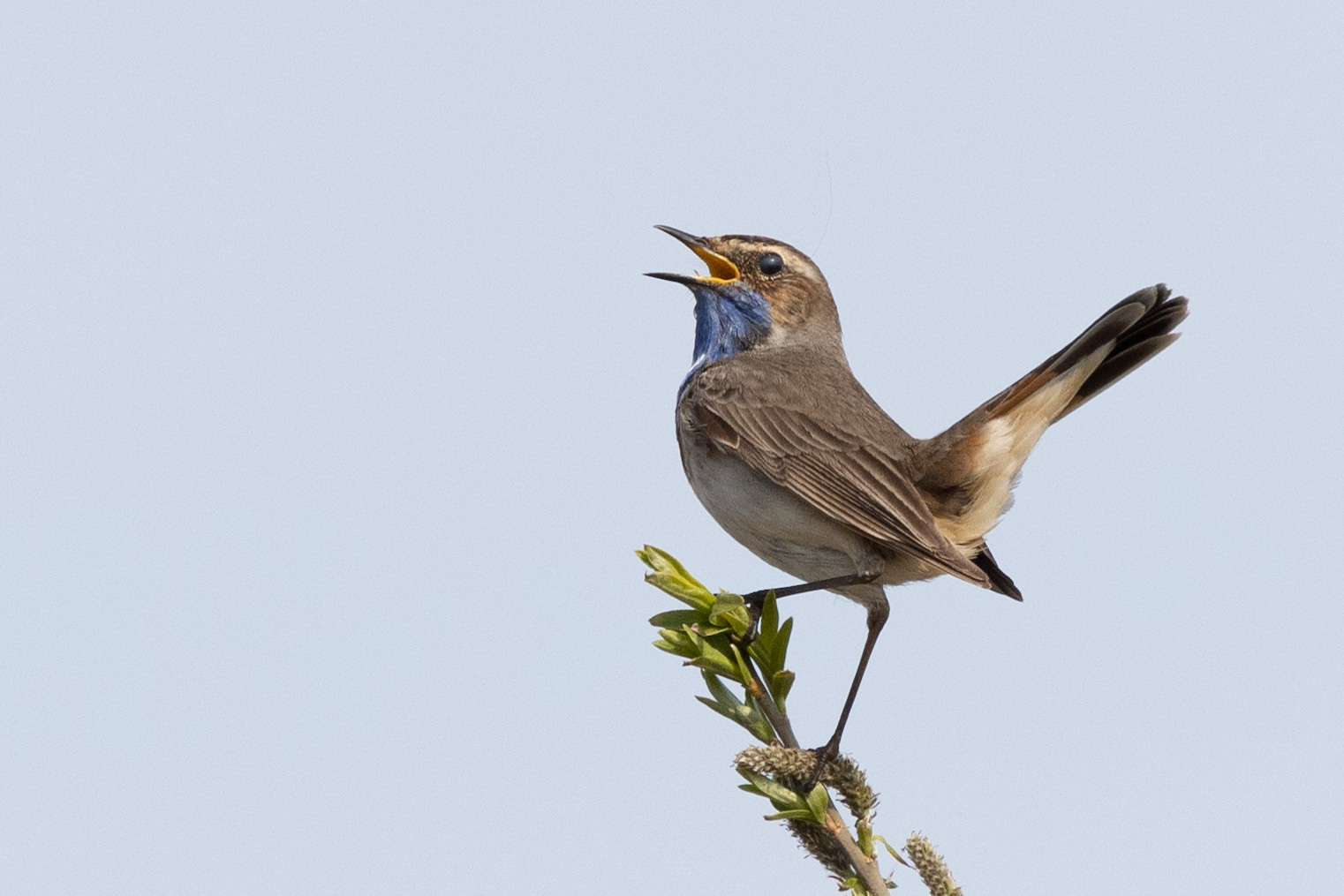 Blaukehlchen 