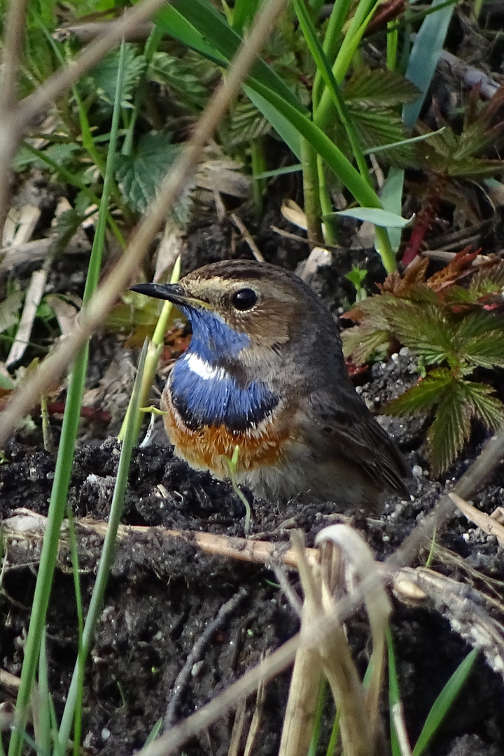 Blaukehlchen