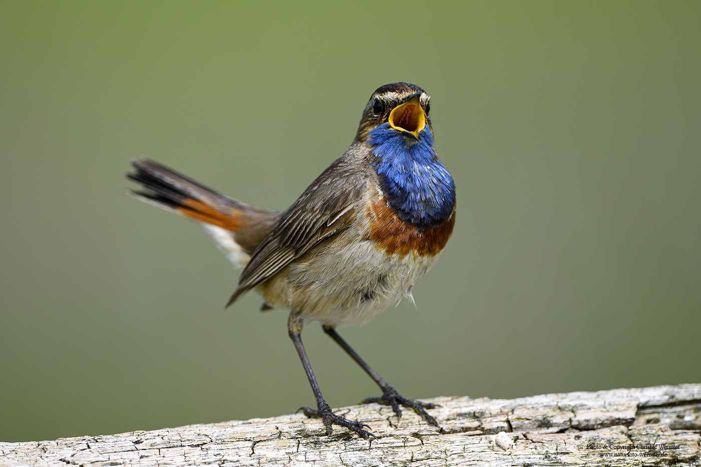 Blaukehlchen