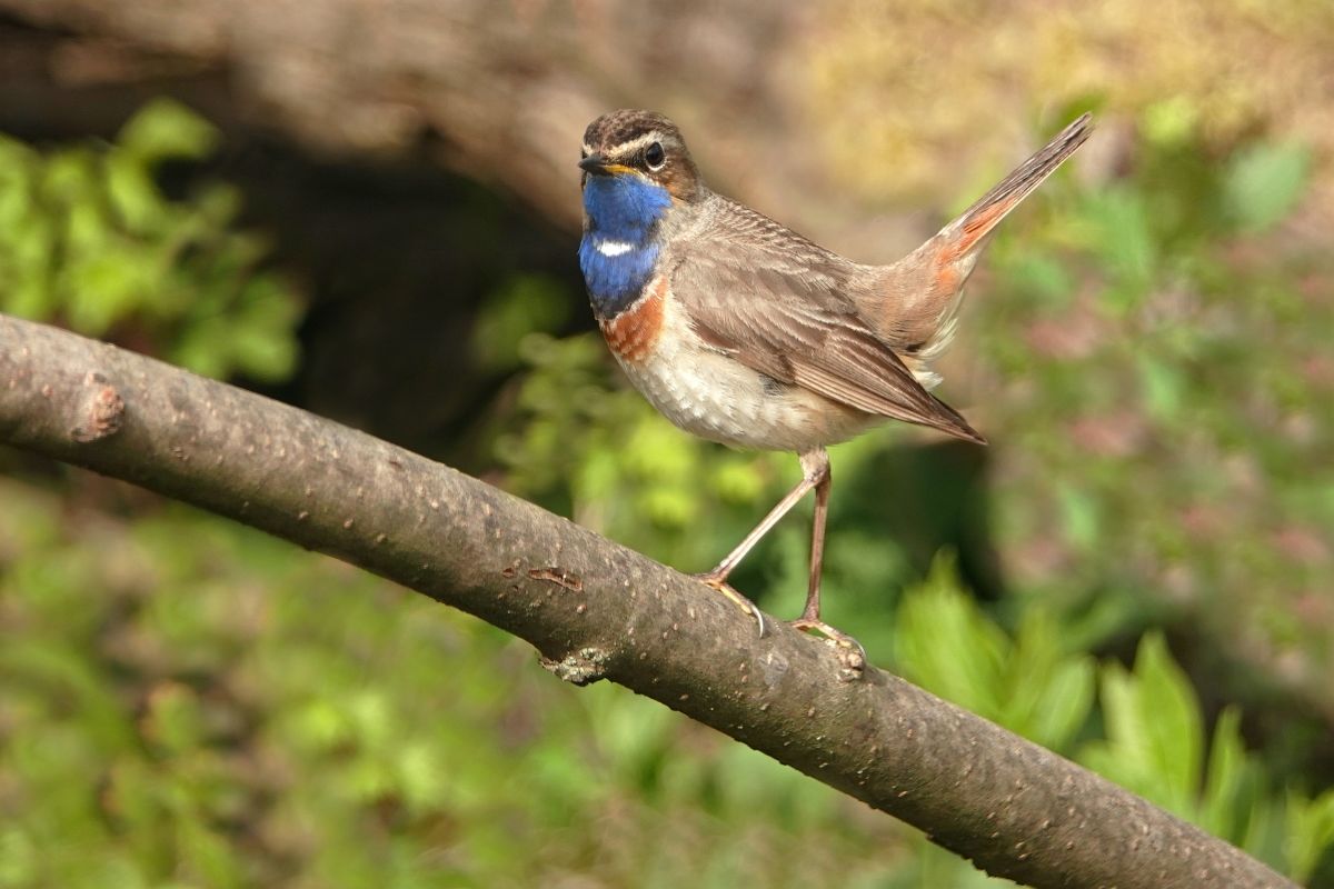 Blaukehlchen