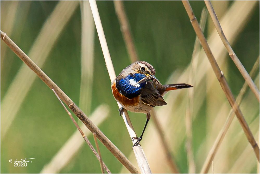 Blaukehlchen