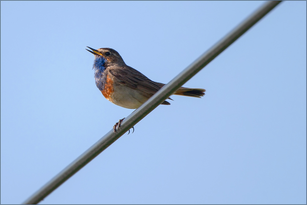 Blaukehlchen