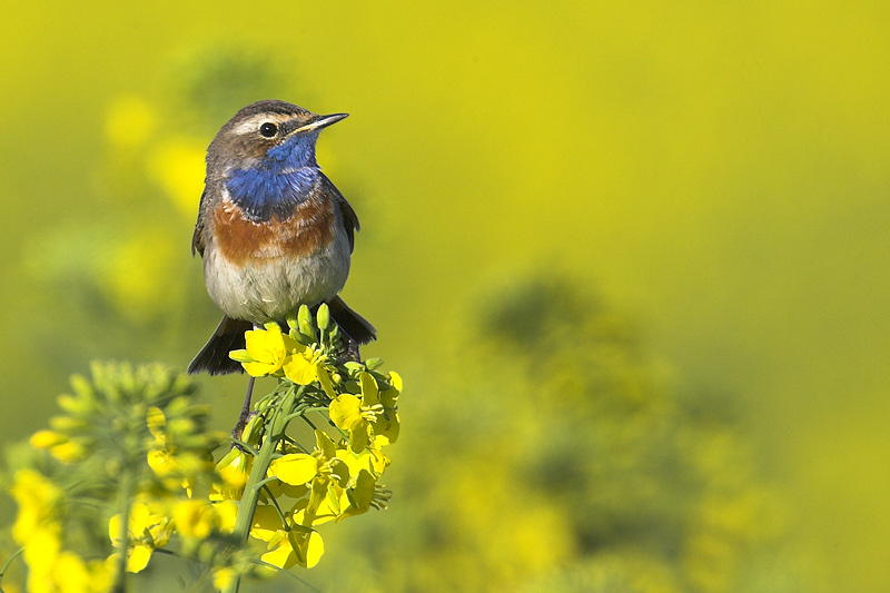 Blaukehlchen