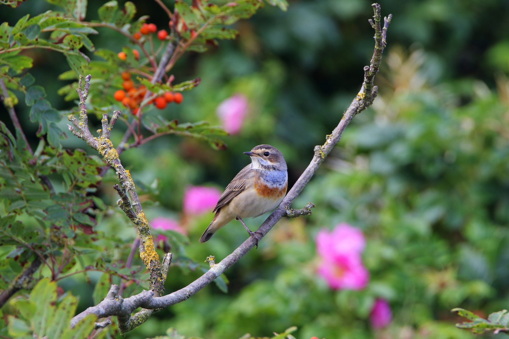 Blaukehlchen