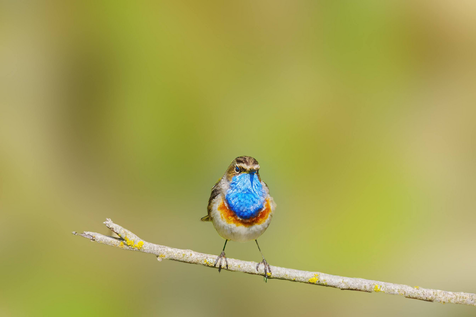 Blaukehlchen