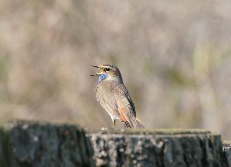 Blaukehlchen