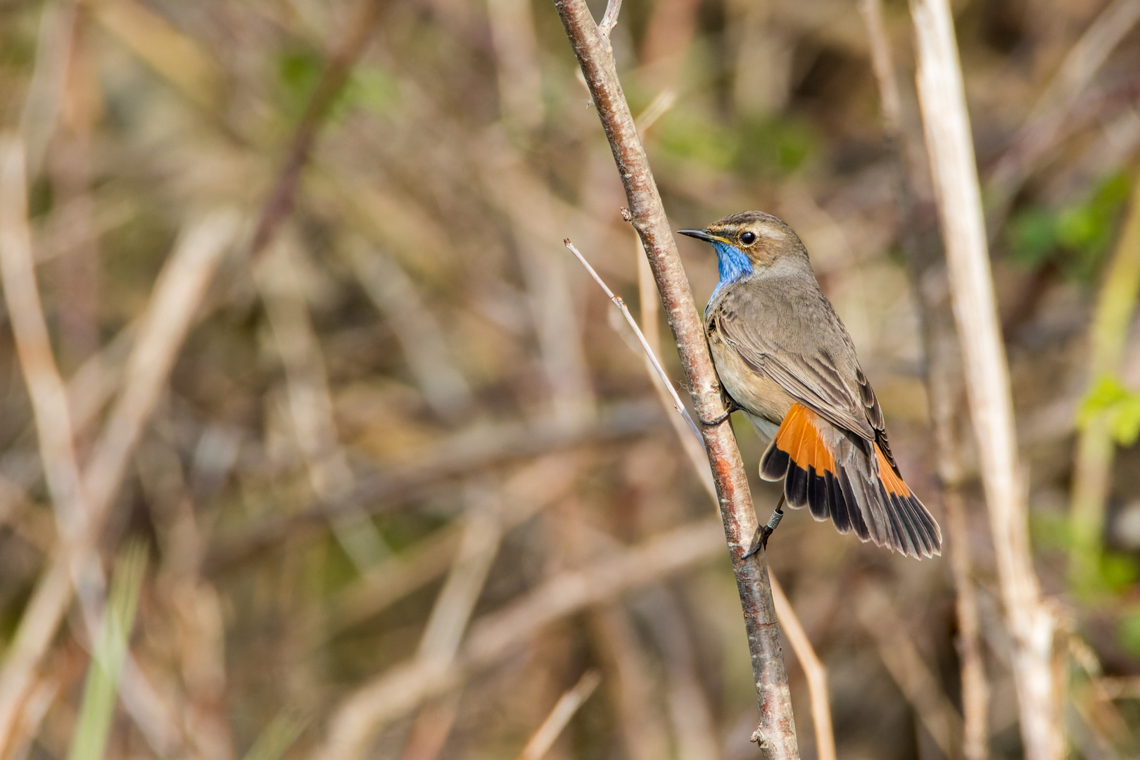 Blaukehlchen