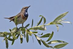 Blaukehlchen