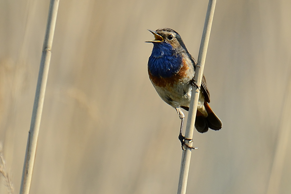 Blaukehlchen