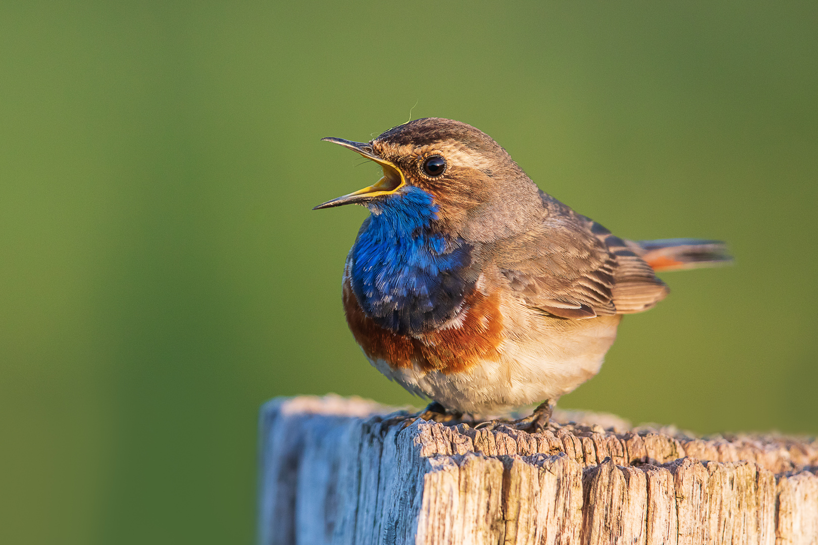 Blaukehlchen