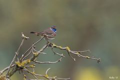 Blaukehlchen