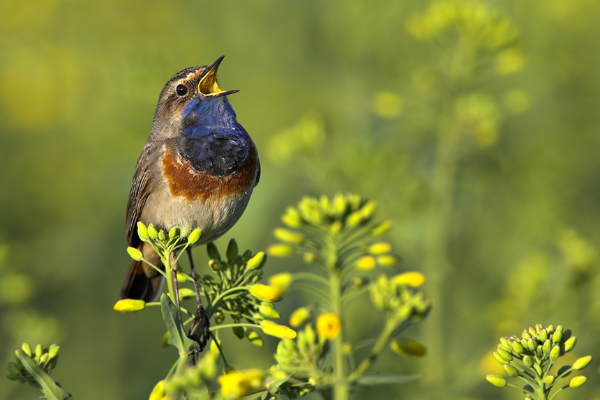 Blaukehlchen