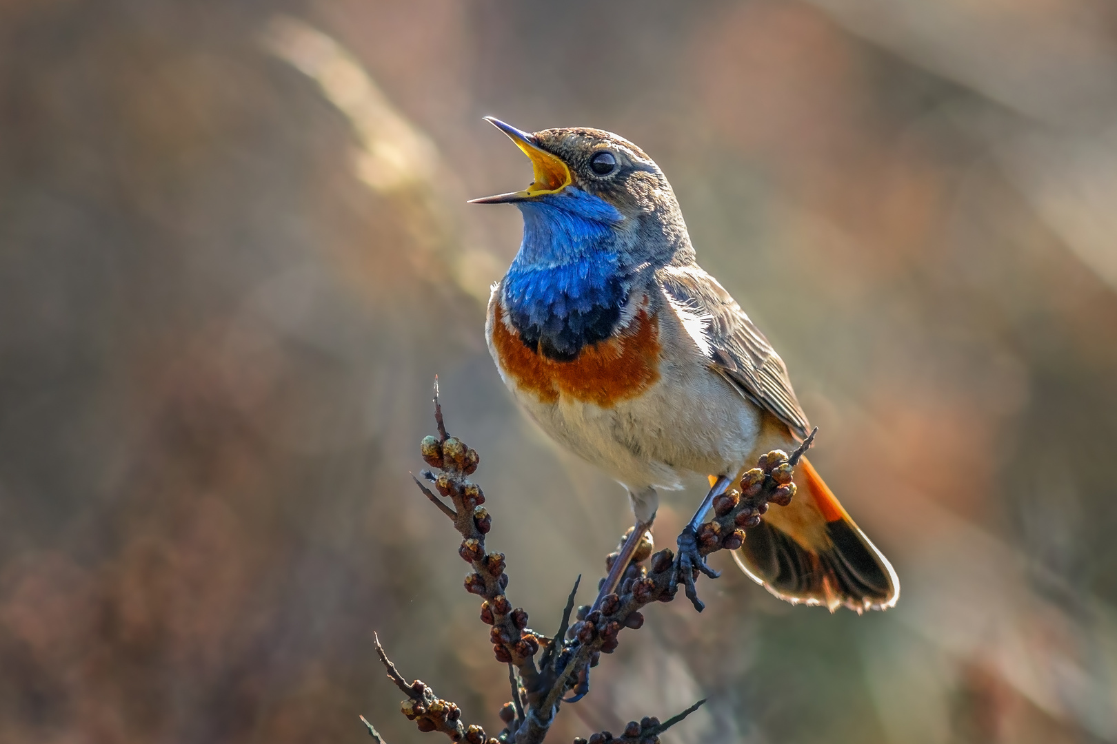 Blaukehlchen