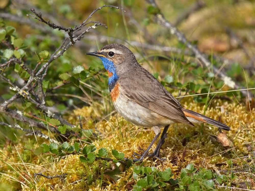 Blaukehlchen