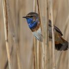 Blaukehlchen: Freistellen ist nicht alles!