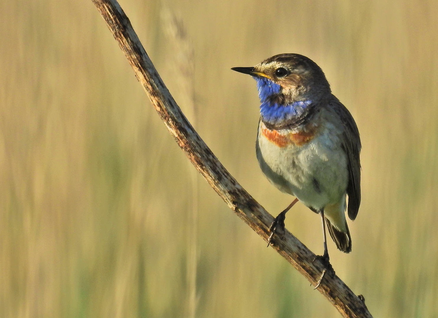 Blaukehlchen frühmorgens