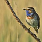 Blaukehlchen frühmorgens