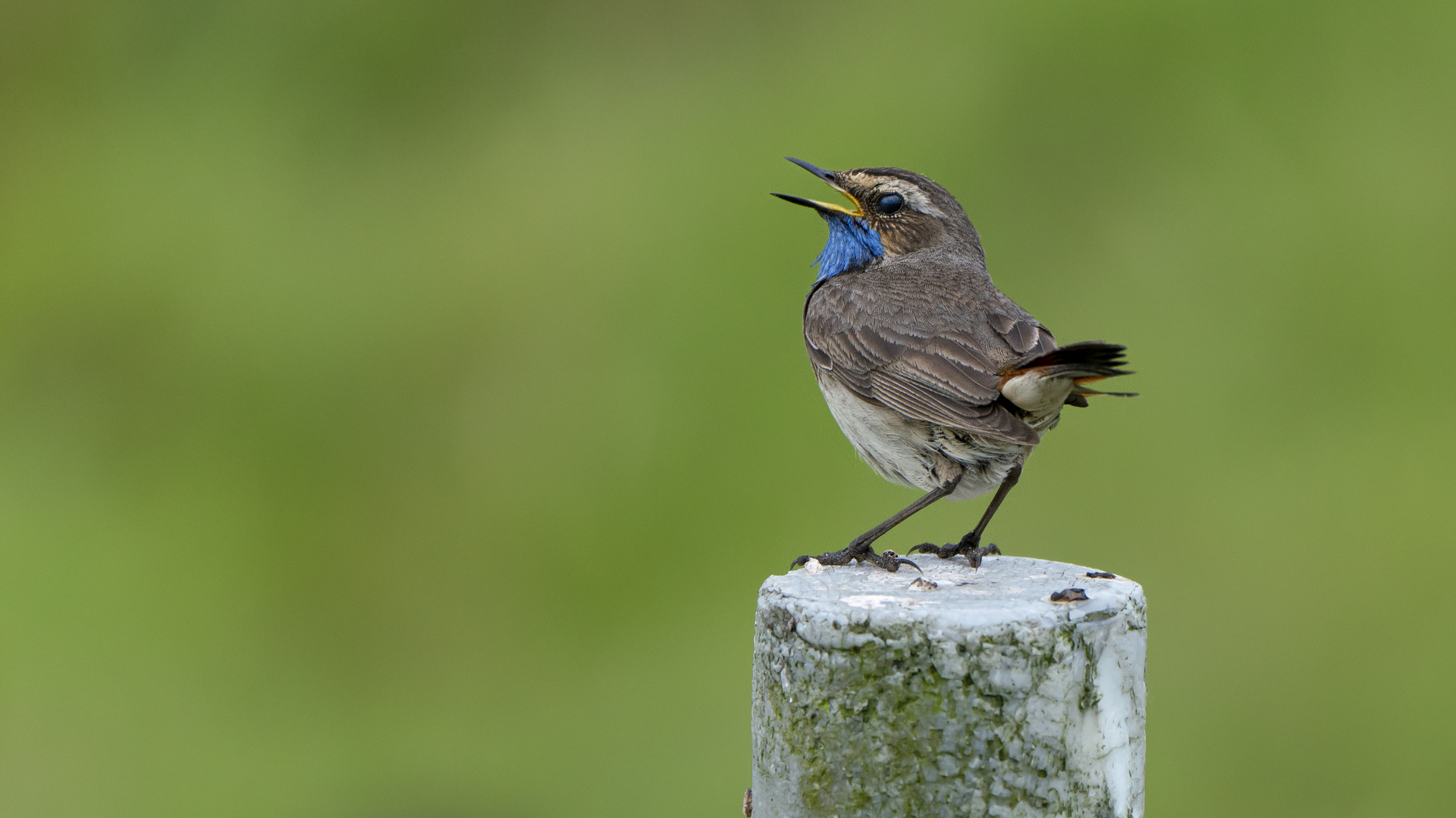 Blaukehlchen - Gesang