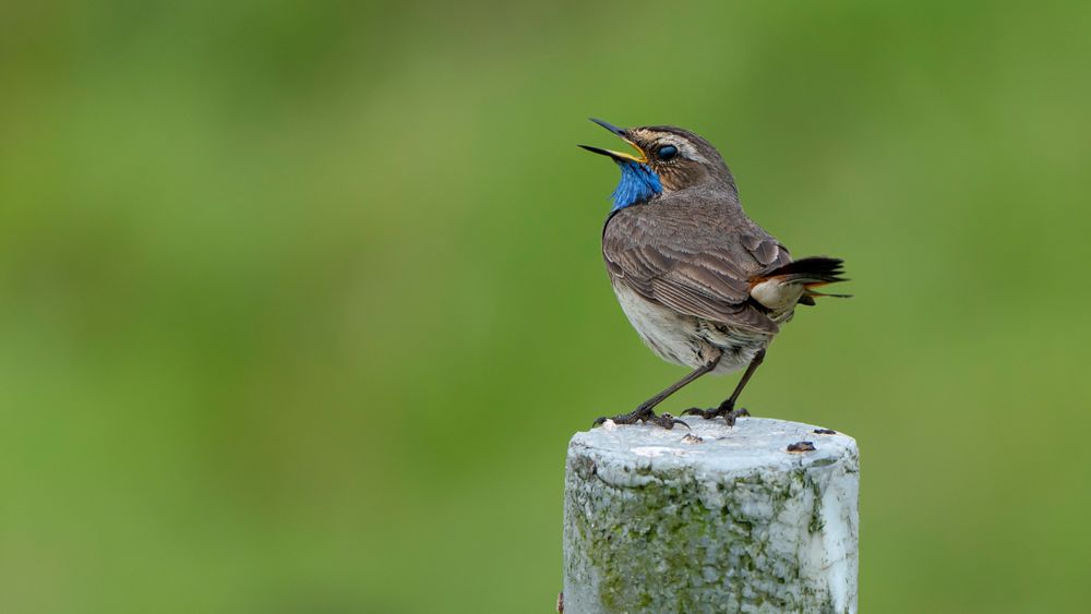 Blaukehlchen - Gesang