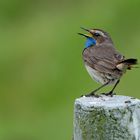 Blaukehlchen - Gesang