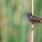 Blaukehlchen Hahn