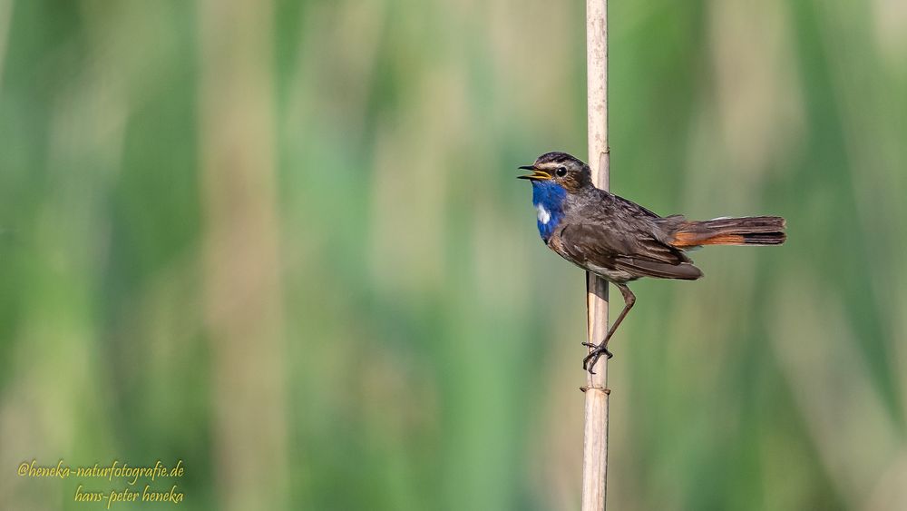 Blaukehlchen Hahn