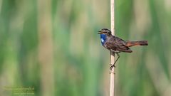 Blaukehlchen Hahn