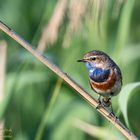 Blaukehlchen Hahn