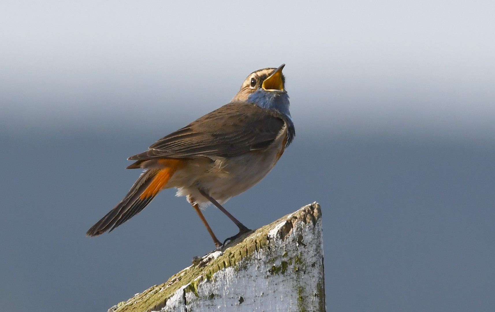 Blaukehlchen, Hiller Moor 08.04.2018