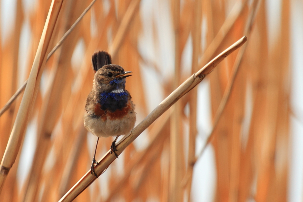 Blaukehlchen I