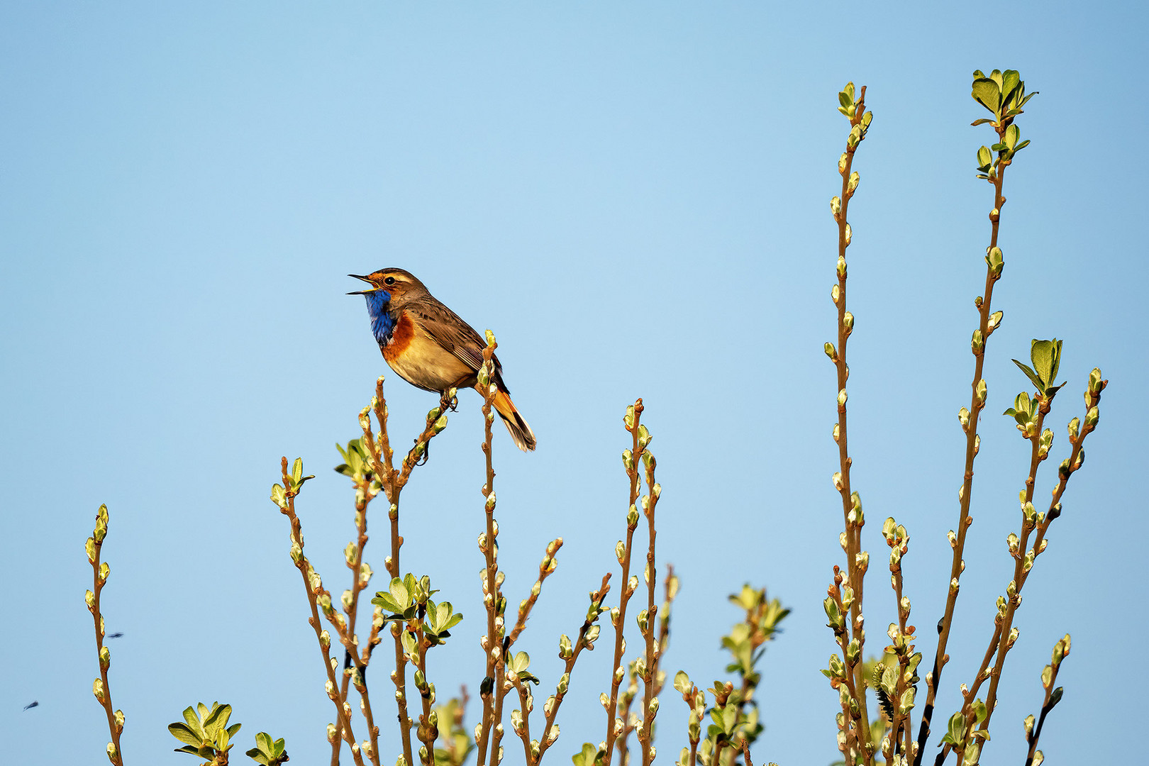 blaukehlchen II 