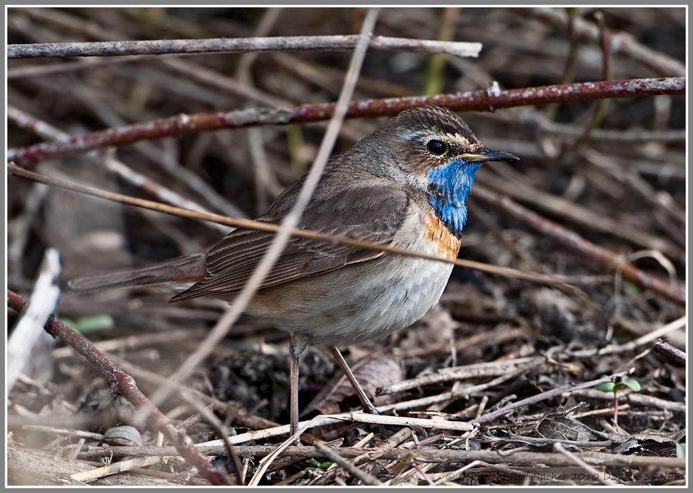 Blaukehlchen II