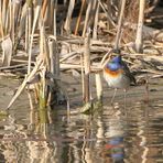 Blaukehlchen II