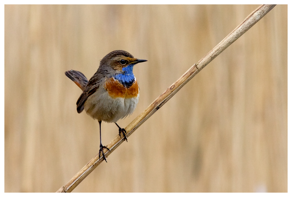 Blaukehlchen II