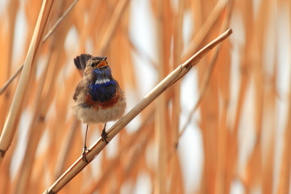 Blaukehlchen II