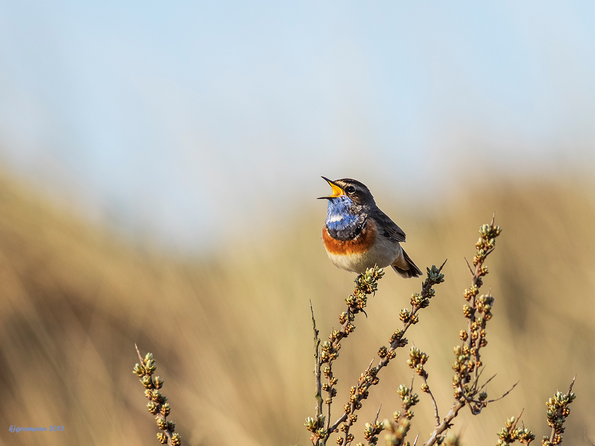 blaukehlchen III.....