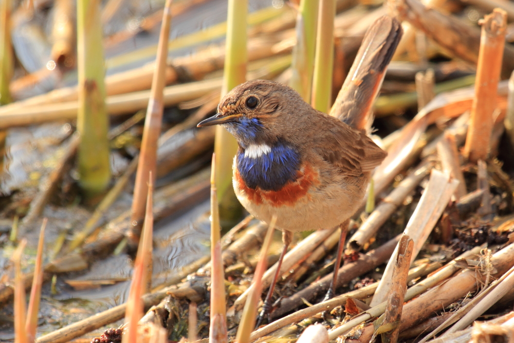 Blaukehlchen III