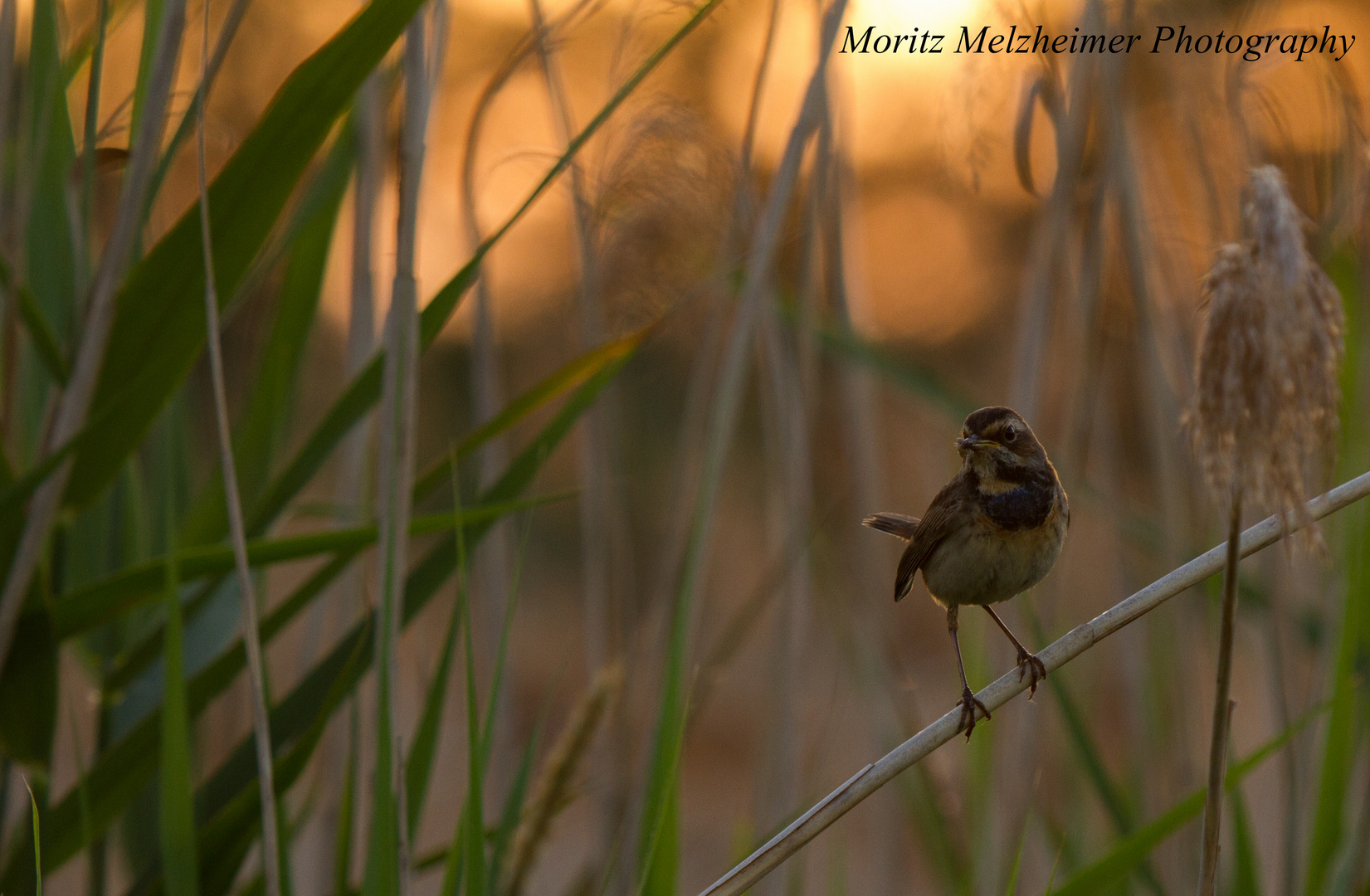 Blaukehlchen im Abendlicht