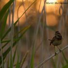 Blaukehlchen im Abendlicht