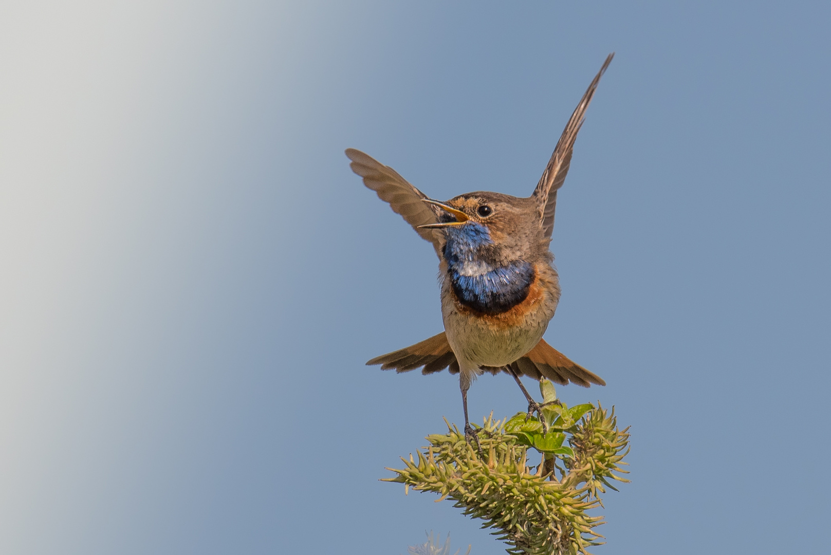 Blaukehlchen im April 2020