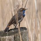 Blaukehlchen im Beltringharder Koog