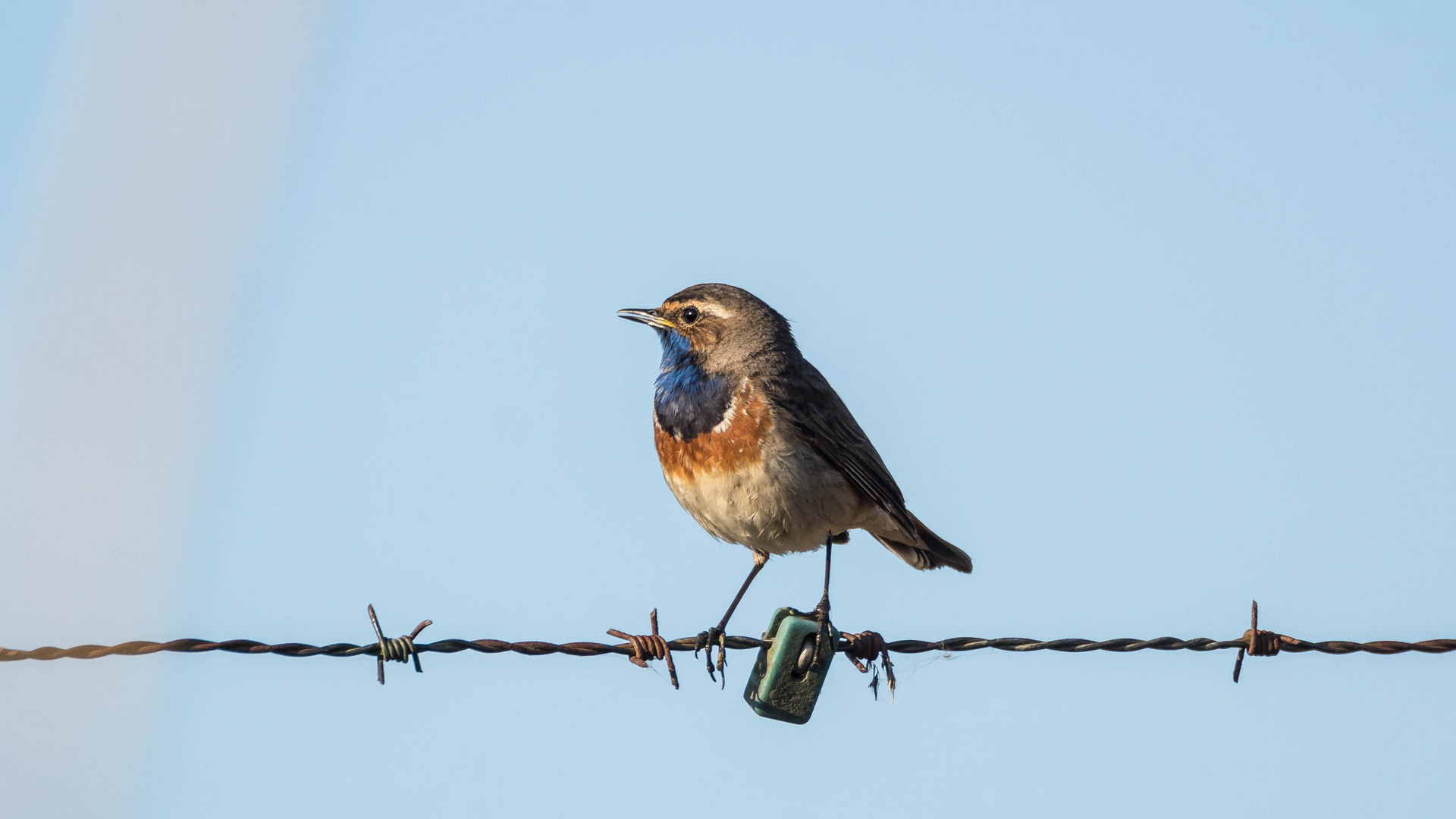 Blaukehlchen im ersten Licht